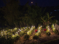 Workers tend to newly cultivated Pitahaya or dragon fruit (Hylocereus undatus) at a plantation in Garut, West Java, Indonesia, on October 17...