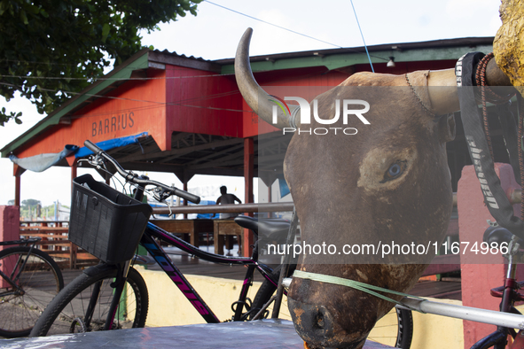 A bicycle is decorated with an ox head in Afua, Para, Brazil, on September 29, 2024. 