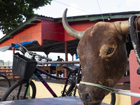 A bicycle is decorated with an ox head in Afua, Para, Brazil, on September 29, 2024. (