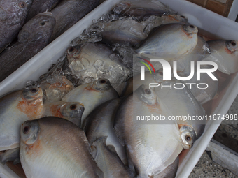 A fish market is at the mouth of the Amazon River in Afua, Para, Brazil, on September 29, 2024. (