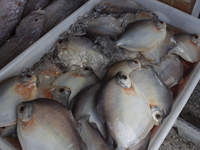 A fish market is at the mouth of the Amazon River in Afua, Para, Brazil, on September 29, 2024. (