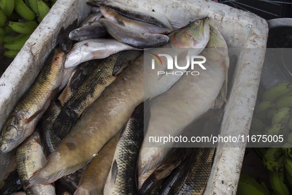 Typical Amazonian fish are on sale at the town market in Afua, Para, Brazil, on September 29, 2024. 