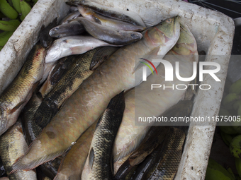 Typical Amazonian fish are on sale at the town market in Afua, Para, Brazil, on September 29, 2024. (