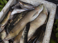 Typical Amazonian fish are on sale at the town market in Afua, Para, Brazil, on September 29, 2024. (