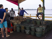 Acai fruit traders, known as the black gold of the Amazon, are at the municipal market in Afua, Para, Brazil, on September 30, 2024. (