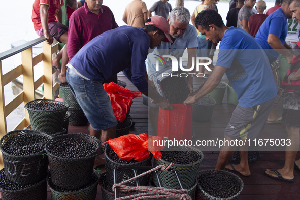 Acai fruit traders, known as the black gold of the Amazon, are at the municipal market in Afua, Para, Brazil, on September 30, 2024. 