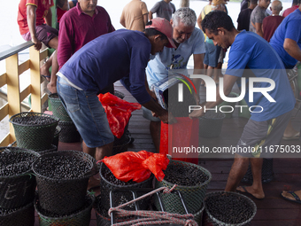 Acai fruit traders, known as the black gold of the Amazon, are at the municipal market in Afua, Para, Brazil, on September 30, 2024. (