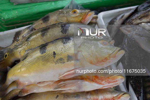 Typical Amazonian fish are at the fish market in Afua, Para, Brazil, on September 30, 2024. 