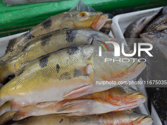 Typical Amazonian fish are at the fish market in Afua, Para, Brazil, on September 30, 2024. (