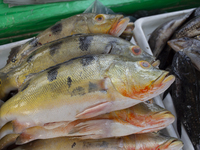 Typical Amazonian fish are at the fish market in Afua, Para, Brazil, on September 30, 2024. (