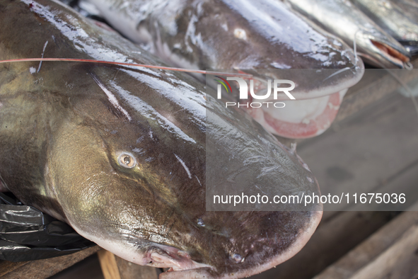 Typical Amazonian fish are at the fish market in Afua, Para, Brazil, on September 30, 2024. 