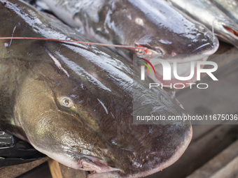 Typical Amazonian fish are at the fish market in Afua, Para, Brazil, on September 30, 2024. (