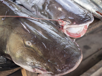 Typical Amazonian fish are at the fish market in Afua, Para, Brazil, on September 30, 2024. (