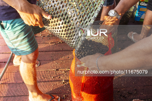 Acai fruit traders, known as the black gold of the Amazon, are at the municipal market in Afua, Para, Brazil, on October 2, 2024. 