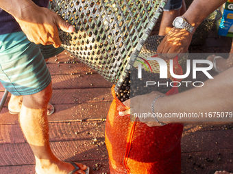 Acai fruit traders, known as the black gold of the Amazon, are at the municipal market in Afua, Para, Brazil, on October 2, 2024. (