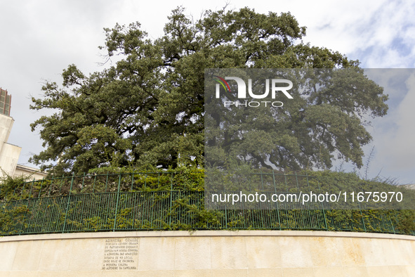 In Lisbon, Portugal, on October 17, 2024, a general view of the olive tree outside the Basilica of Fatima in Portugal is shown. Fatima becom...