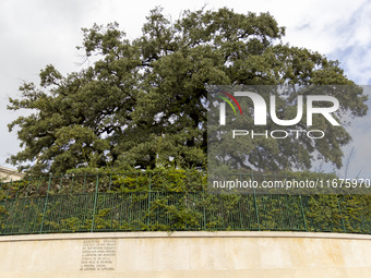 In Lisbon, Portugal, on October 17, 2024, a general view of the olive tree outside the Basilica of Fatima in Portugal is shown. Fatima becom...