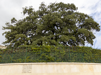 In Lisbon, Portugal, on October 17, 2024, a general view of the olive tree outside the Basilica of Fatima in Portugal is shown. Fatima becom...