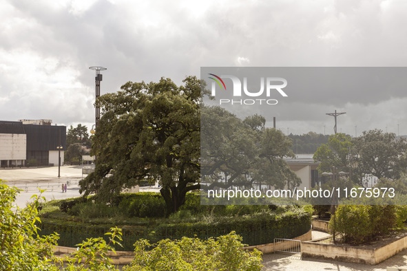 In Lisbon, Portugal, on October 17, 2024, a general view of the olive tree outside the Basilica of Fatima in Portugal is shown. Fatima becom...