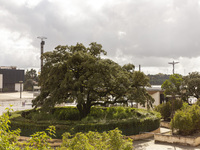 In Lisbon, Portugal, on October 17, 2024, a general view of the olive tree outside the Basilica of Fatima in Portugal is shown. Fatima becom...