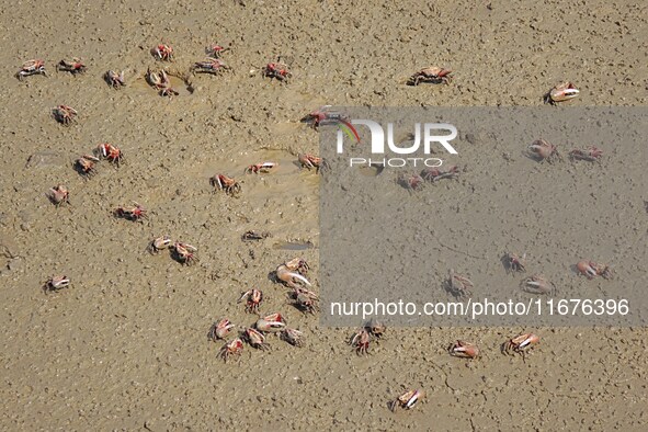 Small crabs gather in the shoal of Jiaozhou Bay for food in Qingdao, China, on October 17, 2024. 