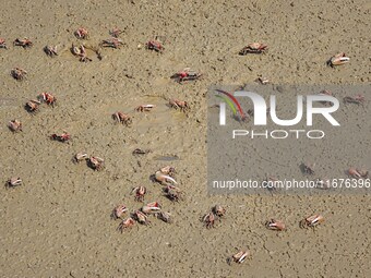 Small crabs gather in the shoal of Jiaozhou Bay for food in Qingdao, China, on October 17, 2024. (