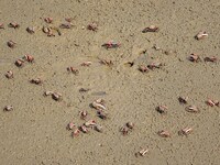 Small crabs gather in the shoal of Jiaozhou Bay for food in Qingdao, China, on October 17, 2024. (