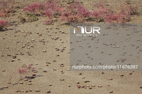 Small crabs gather in the shoal of Jiaozhou Bay for food in Qingdao, China, on October 17, 2024. 