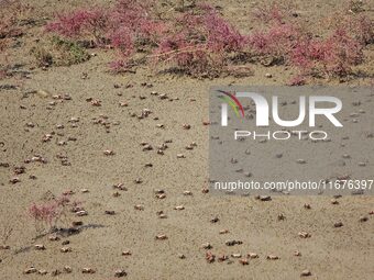 Small crabs gather in the shoal of Jiaozhou Bay for food in Qingdao, China, on October 17, 2024. (