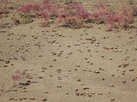 Small crabs gather in the shoal of Jiaozhou Bay for food in Qingdao, China, on October 17, 2024. (