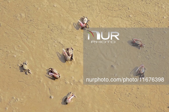 Small crabs gather in the shoal of Jiaozhou Bay for food in Qingdao, China, on October 17, 2024. 