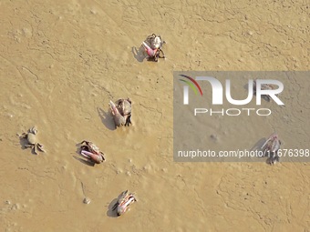 Small crabs gather in the shoal of Jiaozhou Bay for food in Qingdao, China, on October 17, 2024. (