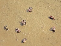 Small crabs gather in the shoal of Jiaozhou Bay for food in Qingdao, China, on October 17, 2024. (