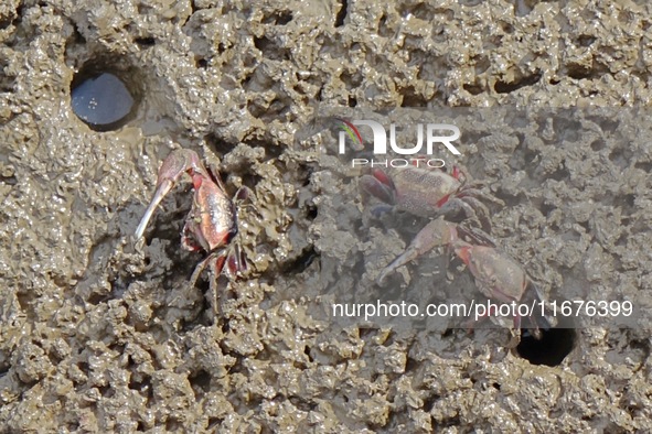 Small crabs gather in the shoal of Jiaozhou Bay for food in Qingdao, China, on October 17, 2024. 