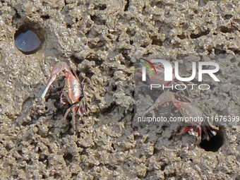 Small crabs gather in the shoal of Jiaozhou Bay for food in Qingdao, China, on October 17, 2024. (