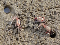 Small crabs gather in the shoal of Jiaozhou Bay for food in Qingdao, China, on October 17, 2024. (