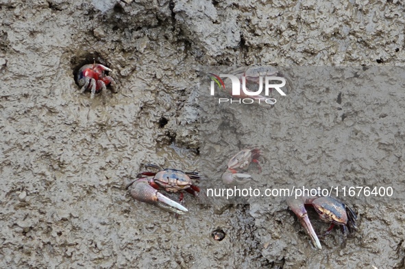 Small crabs gather in the shoal of Jiaozhou Bay for food in Qingdao, China, on October 17, 2024. 