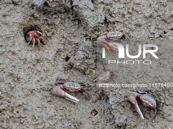 Small crabs gather in the shoal of Jiaozhou Bay for food in Qingdao, China, on October 17, 2024. (