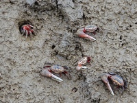 Small crabs gather in the shoal of Jiaozhou Bay for food in Qingdao, China, on October 17, 2024. (