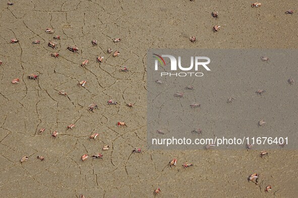 Small crabs gather in the shoal of Jiaozhou Bay for food in Qingdao, China, on October 17, 2024. 