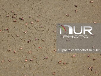 Small crabs gather in the shoal of Jiaozhou Bay for food in Qingdao, China, on October 17, 2024. (