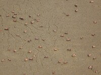 Small crabs gather in the shoal of Jiaozhou Bay for food in Qingdao, China, on October 17, 2024. (