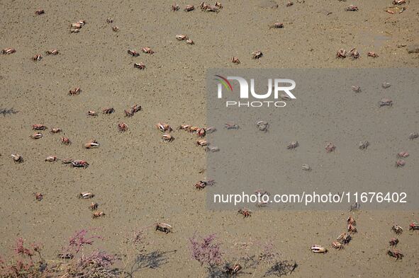 Small crabs gather in the shoal of Jiaozhou Bay for food in Qingdao, China, on October 17, 2024. 