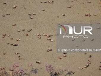 Small crabs gather in the shoal of Jiaozhou Bay for food in Qingdao, China, on October 17, 2024. (