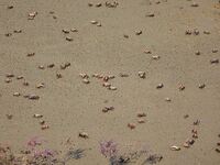 Small crabs gather in the shoal of Jiaozhou Bay for food in Qingdao, China, on October 17, 2024. (