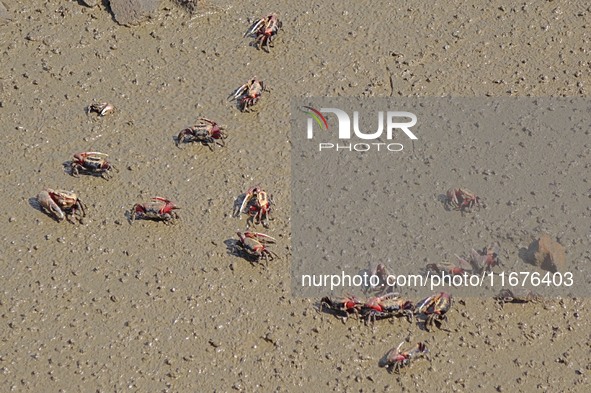 Small crabs gather in the shoal of Jiaozhou Bay for food in Qingdao, China, on October 17, 2024. 