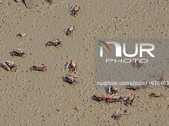 Small crabs gather in the shoal of Jiaozhou Bay for food in Qingdao, China, on October 17, 2024. (