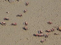 Small crabs gather in the shoal of Jiaozhou Bay for food in Qingdao, China, on October 17, 2024. (