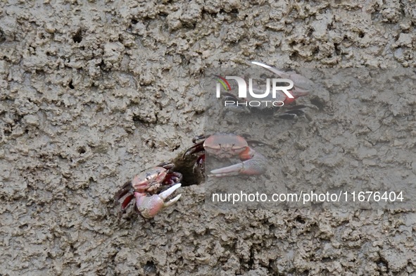 Small crabs gather in the shoal of Jiaozhou Bay for food in Qingdao, China, on October 17, 2024. 