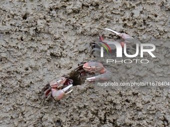 Small crabs gather in the shoal of Jiaozhou Bay for food in Qingdao, China, on October 17, 2024. (